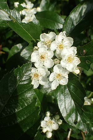 Crataegus x lavallei \ Lederbl�ttriger Wei�dorn, Apfeldorn / Lavalle Hawthorn, D Mannheim 25.5.2016