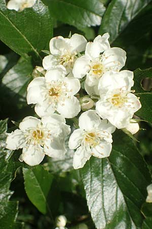 Crataegus x lavallei \ Lederbl�ttriger Wei�dorn, Apfeldorn / Lavalle Hawthorn, D Mannheim 25.5.2016