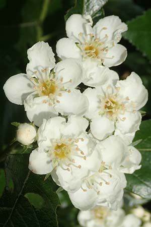 Crataegus x lavallei \ Lederbl�ttriger Wei�dorn, Apfeldorn / Lavalle Hawthorn, D Mannheim 25.5.2016