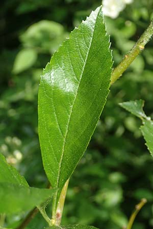 Crataegus x lavallei \ Lederbl�ttriger Wei�dorn, Apfeldorn / Lavalle Hawthorn, D Mannheim 25.5.2016