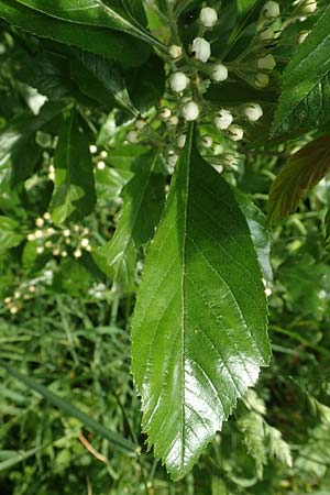 Crataegus x lavallei \ Lederbl�ttriger Wei�dorn, Apfeldorn / Lavalle Hawthorn, D Mannheim 25.5.2016