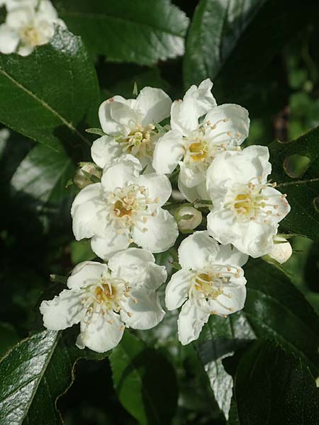 Crataegus x lavallei \ Lederbl�ttriger Wei�dorn, Apfeldorn / Lavalle Hawthorn, D Mannheim 25.5.2016