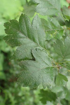 Crataegus rhipidophylla subsp. rhipidophylla \ Gro�kelch-Wei�dorn / Midland Hawthorn, D Langenselbold 11.6.2016