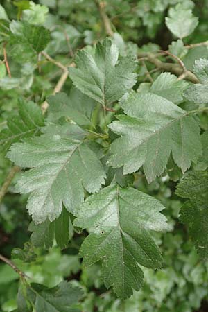 Crataegus rhipidophylla subsp. rhipidophylla \ Gro�kelch-Wei�dorn / Midland Hawthorn, D Langenselbold 11.6.2016