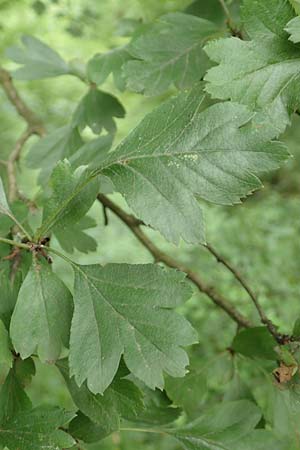 Crataegus rhipidophylla subsp. rhipidophylla \ Gro�kelch-Wei�dorn / Midland Hawthorn, D Langenselbold 11.6.2016