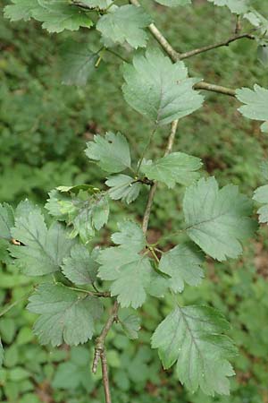 Crataegus rhipidophylla subsp. rhipidophylla \ Gro�kelch-Wei�dorn / Midland Hawthorn, D Langenselbold 11.6.2016