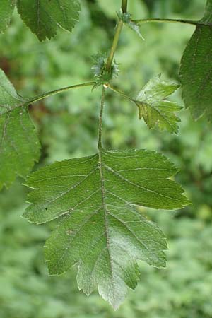 Crataegus rhipidophylla subsp. rhipidophylla \ Gro�kelch-Wei�dorn / Midland Hawthorn, D Langenselbold 11.6.2016