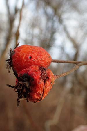 Crataegus x lavallei \ Lederbl�ttriger Wei�dorn, Apfeldorn / Lavalle Hawthorn, D Mannheim 29.1.2017
