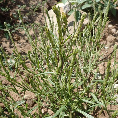 Corispermum leptopterum \ Schmalfl�geliger Wanzensame / Bugseed, D Mannheim 17.9.2017
