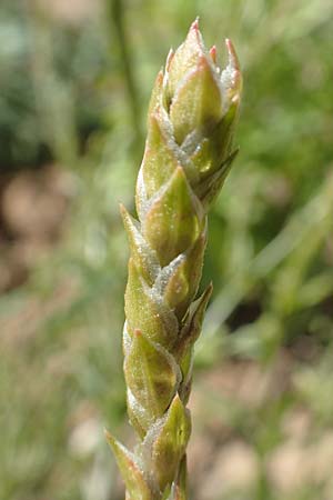Corispermum leptopterum \ Schmalfl�geliger Wanzensame / Bugseed, D Mannheim 17.9.2017