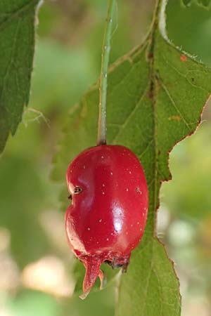 Crataegus rhipidophylla subsp. lindmanii \ Lindmans Wei�dorn, Langkelch-Wei�dorn / Lindman's Hawthorn, D Mainz 10.10.2018