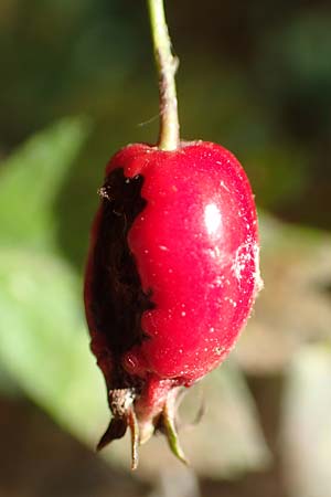 Crataegus rhipidophylla subsp. lindmanii \ Lindmans Wei�dorn, Langkelch-Wei�dorn / Lindman's Hawthorn, D Mainz 10.10.2018