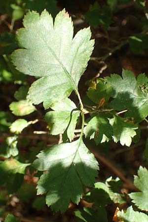 Crataegus rhipidophylla subsp. lindmanii \ Lindmans Wei�dorn, Langkelch-Wei�dorn / Lindman's Hawthorn, D Mainz 10.10.2018