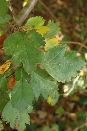 Crataegus rhipidophylla subsp. lindmanii \ Lindmans Wei�dorn, Langkelch-Wei�dorn / Lindman's Hawthorn, D Mainz 10.10.2018