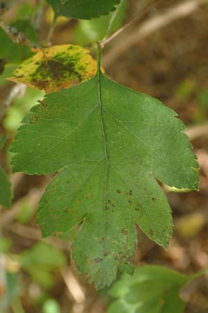 Crataegus rhipidophylla subsp. lindmanii \ Lindmans Wei�dorn, Langkelch-Wei�dorn / Lindman's Hawthorn, D Mainz 10.10.2018