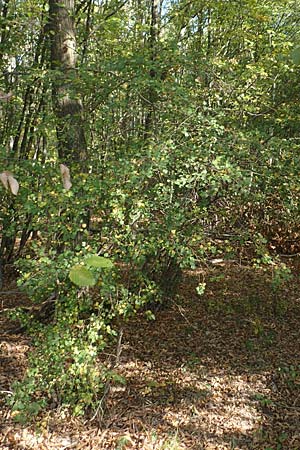 Crataegus rhipidophylla subsp. lindmanii \ Lindmans Wei�dorn, Langkelch-Wei�dorn / Lindman's Hawthorn, D Mainz 10.10.2018