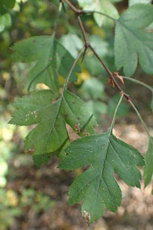 Crataegus rhipidophylla subsp. lindmanii \ Lindmans Wei�dorn, Langkelch-Wei�dorn / Lindman's Hawthorn, D Mainz 10.10.2018