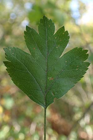 Crataegus rhipidophylla subsp. lindmanii \ Lindmans Wei�dorn, Langkelch-Wei�dorn / Lindman's Hawthorn, D Mainz 10.10.2018