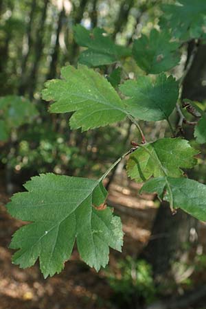 Crataegus rhipidophylla subsp. lindmanii \ Lindmans Wei�dorn, Langkelch-Wei�dorn / Lindman's Hawthorn, D Mainz 10.10.2018