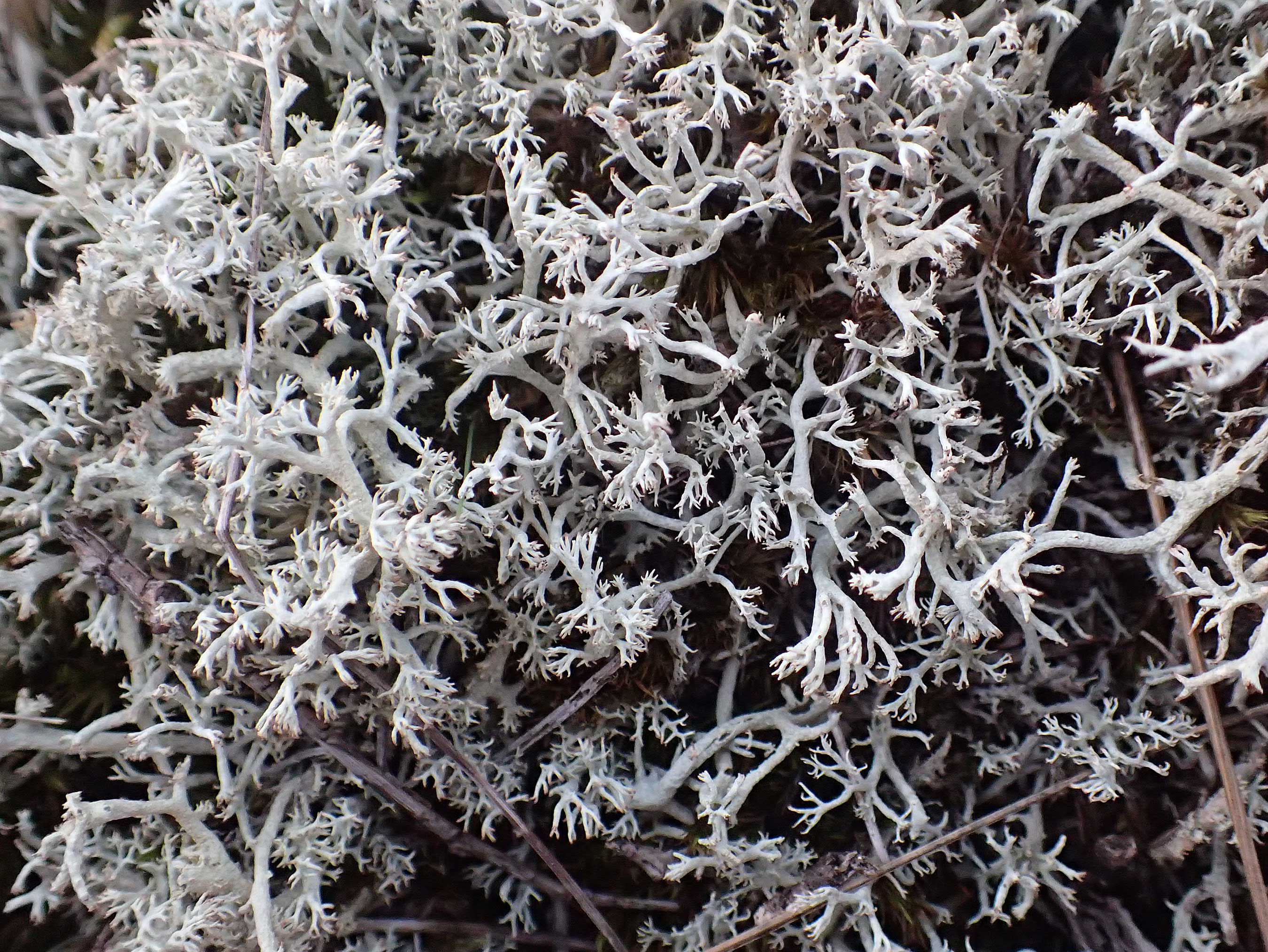 Cladonia rangiferina \ Rentier-Flechte / Reindeer Lichen, D Brandenburg, Havelaue-G&uuml;lpe 16.9.2020