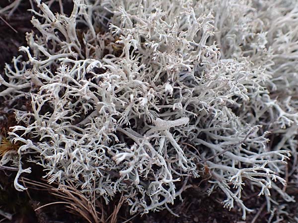 Cladonia rangiferina \ Rentier-Flechte / Reindeer Lichen, D Brandenburg, Havelaue-G&uuml;lpe 16.9.2020