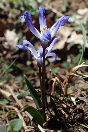 Scilla luciliae x siehei \ Hybrid-Sternhyazinthe / Hybrid Squill, D Erlenbach am Main 19.3.2022