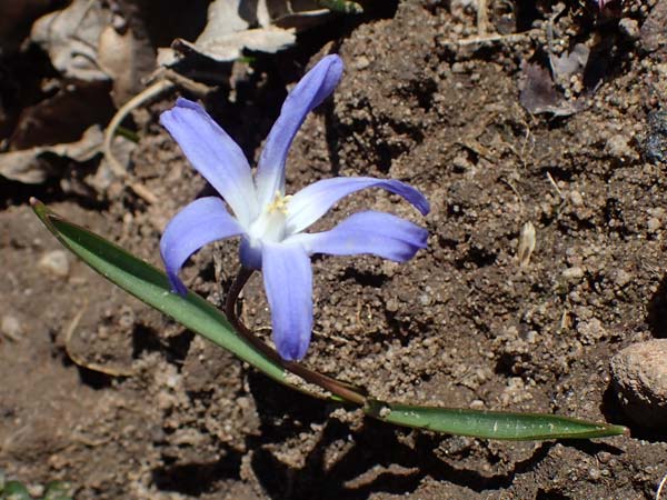 Scilla luciliae x siehei \ Hybrid-Sternhyazinthe / Hybrid Squill, D Erlenbach am Main 19.3.2022