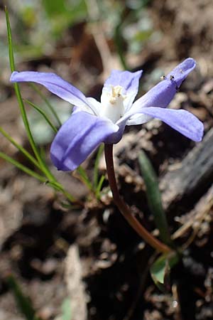Scilla luciliae x siehei \ Hybrid-Sternhyazinthe / Hybrid Squill, D Erlenbach am Main 19.3.2022