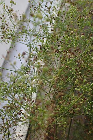 Cyclospermum leptophyllum \ D�nnbl�ttriger Kreissame / Marsh Parsley, Fir-Leaved Celery, D Bochum 21.8.2022