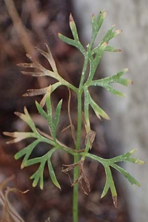 Cyclospermum leptophyllum \ D�nnbl�ttriger Kreissame / Marsh Parsley, Fir-Leaved Celery, D Bochum 21.8.2022