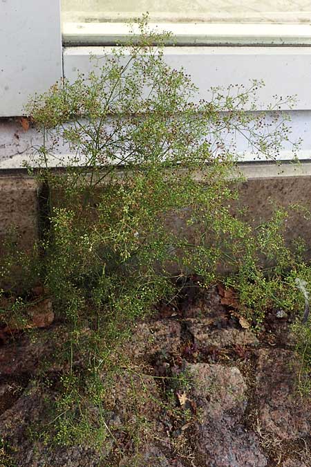 Cyclospermum leptophyllum \ D�nnbl�ttriger Kreissame / Marsh Parsley, Fir-Leaved Celery, D Bochum 21.8.2022