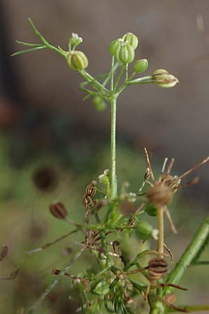 Cyclospermum leptophyllum, D&uuml;nnbl&auml;ttriger Kreissame