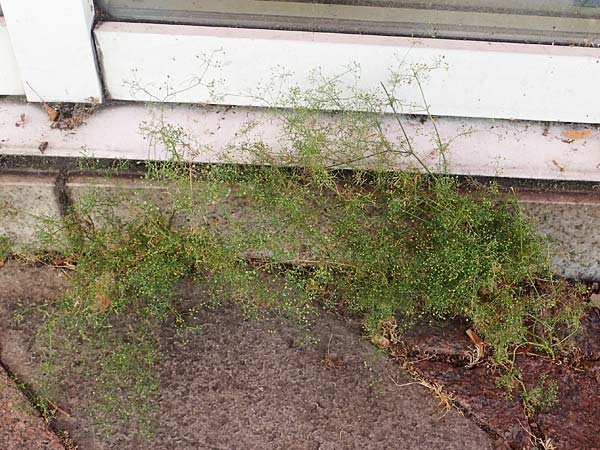 Cyclospermum leptophyllum \ D�nnbl�ttriger Kreissame / Marsh Parsley, Fir-Leaved Celery, D Bochum 21.8.2022