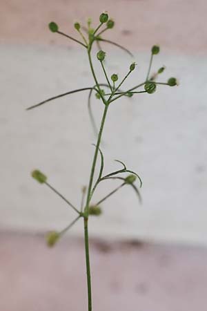Cyclospermum leptophyllum \ D�nnbl�ttriger Kreissame / Marsh Parsley, Fir-Leaved Celery, D Bochum 21.8.2022