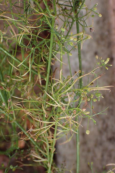 Cyclospermum leptophyllum \ D�nnbl�ttriger Kreissame / Marsh Parsley, Fir-Leaved Celery, D Bochum 21.8.2022