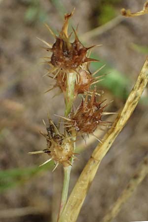 Cenchrus longispinus \ Langdorniges Stachelgras / Mat Sandbur, Spiny Burr Grass, D Jugenheim an der Bergstra&szlig;e 10.9.2025