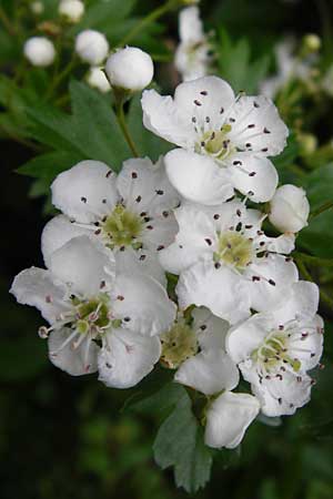 Crataegus monogyna \ Eingriffeliger Wei�dorn / Hawthorn, D Bensheim 6.5.2015