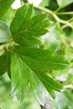 Crataegus monogyna \ Eingriffeliger Wei�dorn / Hawthorn, D Bensheim 6.5.2015