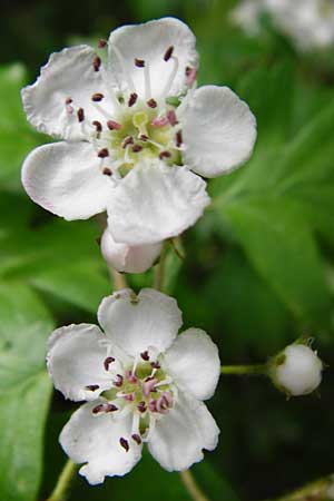 Crataegus monogyna \ Eingriffeliger Wei�dorn / Hawthorn, D Bensheim 6.5.2015