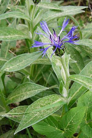 Centaurea triumfettii \ Triumfettis Flockenblume, Filz-Kornblume / Triumfetti's Cornflower, D N&uuml;dlingen 9.5.2015