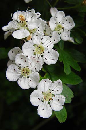 Crataegus x ovalis \ Wei�dorn-Hybride / Hybrid Hawthorn, D Mannheim 14.5.2015