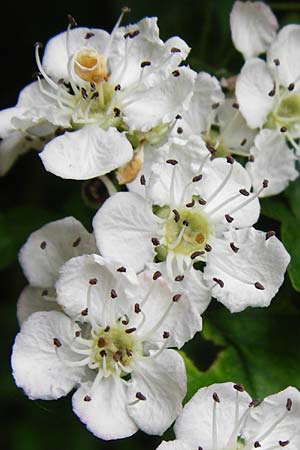 Crataegus x ovalis \ Wei�dorn-Hybride / Hybrid Hawthorn, D Mannheim 14.5.2015