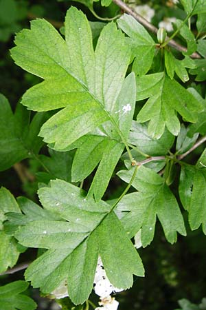 Crataegus x ovalis \ Wei�dorn-Hybride / Hybrid Hawthorn, D Mannheim 14.5.2015