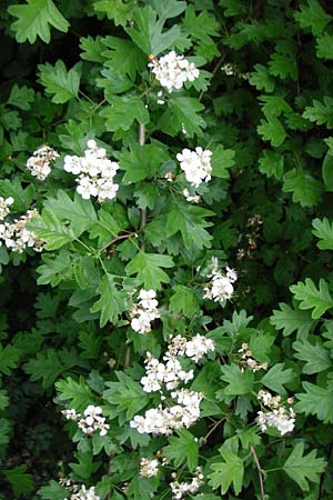Crataegus x ovalis \ Wei�dorn-Hybride / Hybrid Hawthorn, D Mannheim 14.5.2015