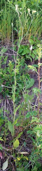 Crepis pulchra / Small-Flowered Hawk's-Beard, D Wurmlingen 3.6.2015
