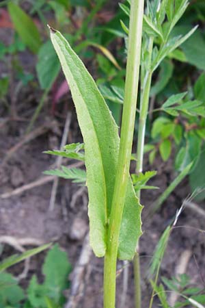 Crepis pulchra / Small-Flowered Hawk's-Beard, D Wurmlingen 3.6.2015