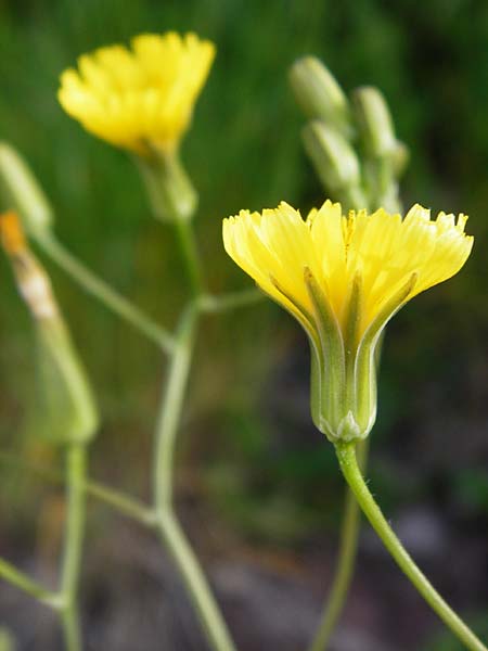 Crepis pulchra / Small-Flowered Hawk's-Beard, D Wurmlingen 3.6.2015