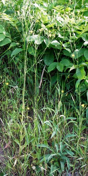 Crepis pulchra / Small-Flowered Hawk's-Beard, D Wurmlingen 3.6.2015