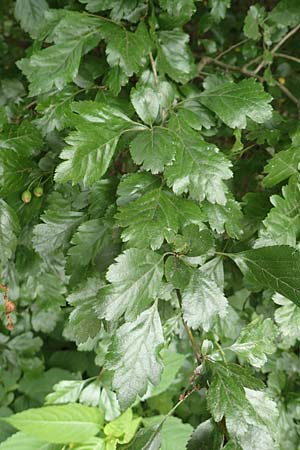 Crataegus x macrocarpa \ Gro�fr�chtiger Wei�dorn / Hybrid Hawthorn, D Langenselbold 11.6.2016