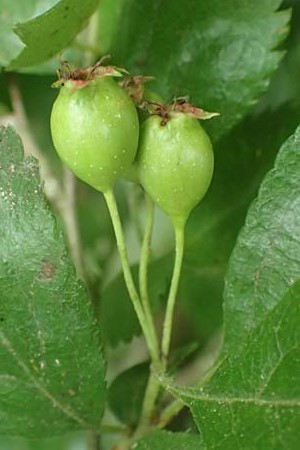 Crataegus x macrocarpa \ Gro�fr�chtiger Wei�dorn / Hybrid Hawthorn, D Langenselbold 11.6.2016